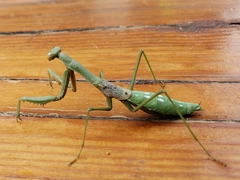 Coptopteryx gayi