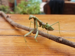 Coptopteryx gayi