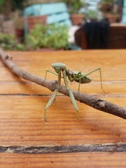 Coptopteryx gayi