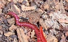 Stigmatomma pallipes