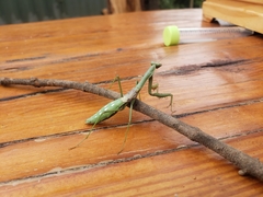 Coptopteryx gayi