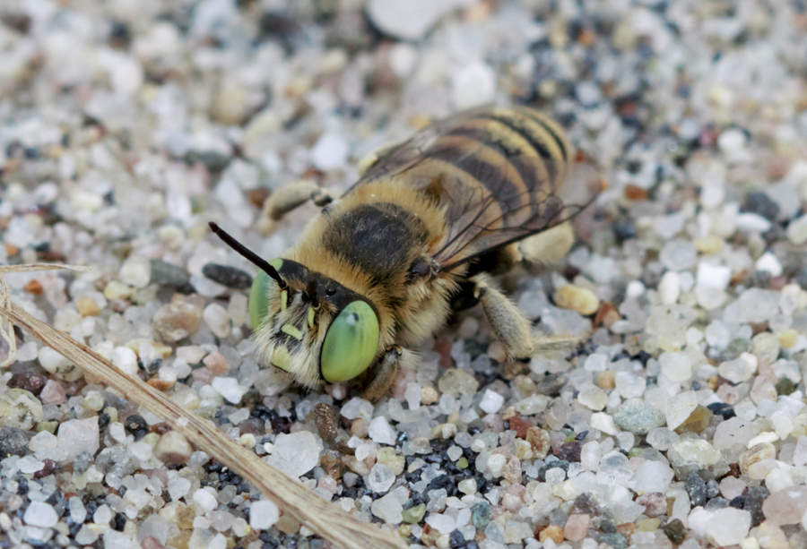 Anthophora maculifrons