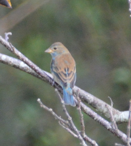 Passerina cyanea image