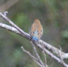 Passerina cyanea image