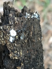 Ortholasma rugosum