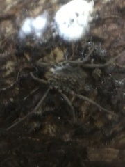 Ortholasma rugosum