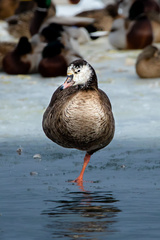 Anser anser × Branta canadensis