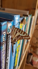 Graphium evombar