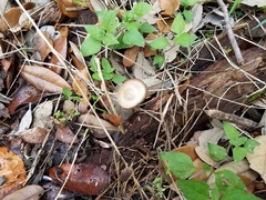 Psathyrella umbonata