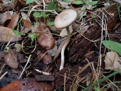 Psathyrella umbonata