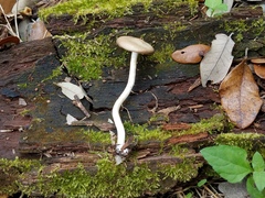 Psathyrella umbonata