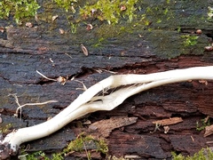 Psathyrella umbonata