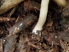 Psathyrella umbonata