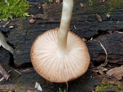 Psathyrella umbonata