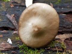 Psathyrella umbonata