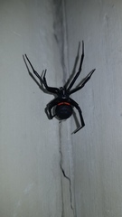 Latrodectus menavodi