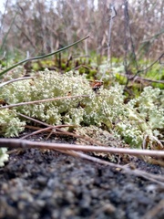 Cladonia caroliniana