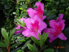 Rhododendron