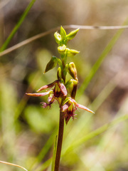 Genoplesium morrisii