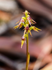 Genoplesium despectans