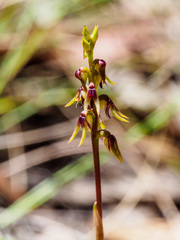 Genoplesium despectans