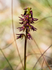 Genoplesium morrisii