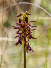 Genoplesium morrisii