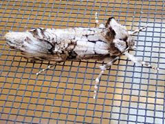 Archaeoses polygrapha