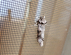 Archaeoses polygrapha