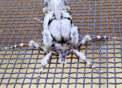 Archaeoses polygrapha