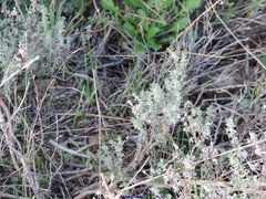 Cistus lasianthus alyssoides