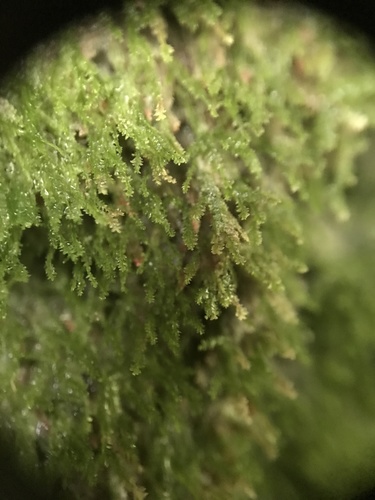 Tear Drop Moss (Dacryophyllum falcifolium)
