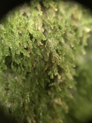 Dacryophyllum falcifolium