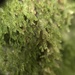 Tear Drop Moss - Photo (c) Tiffa Theden, some rights reserved (CC BY-NC), uploaded by Tiffa Theden