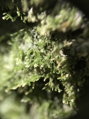 Dacryophyllum falcifolium