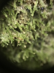 Dacryophyllum falcifolium