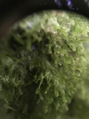 Dacryophyllum falcifolium