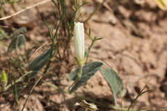 Convolvulus betonicifolius