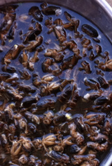 Tarbinskiellus portentosus