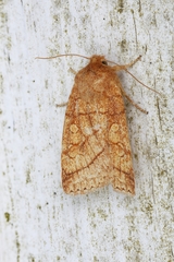 Pyreferra hesperidago