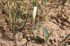 Convolvulus betonicifolius