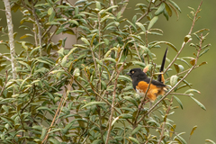 Pipilo erythrophthalmus alleni