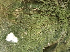 Dacryophyllum falcifolium