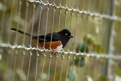 Pipilo erythrophthalmus alleni