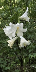 Lilium candidum