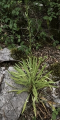 Lilium candidum