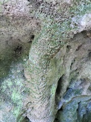 Dacryophyllum falcifolium