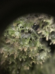 Dacryophyllum falcifolium