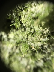 Dacryophyllum falcifolium