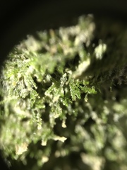 Dacryophyllum falcifolium